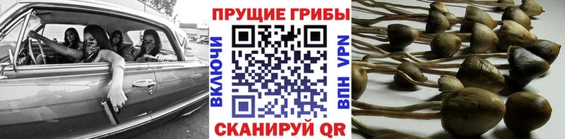 Псилоцибиновые грибы Psilocybine cubensis цены Братск
