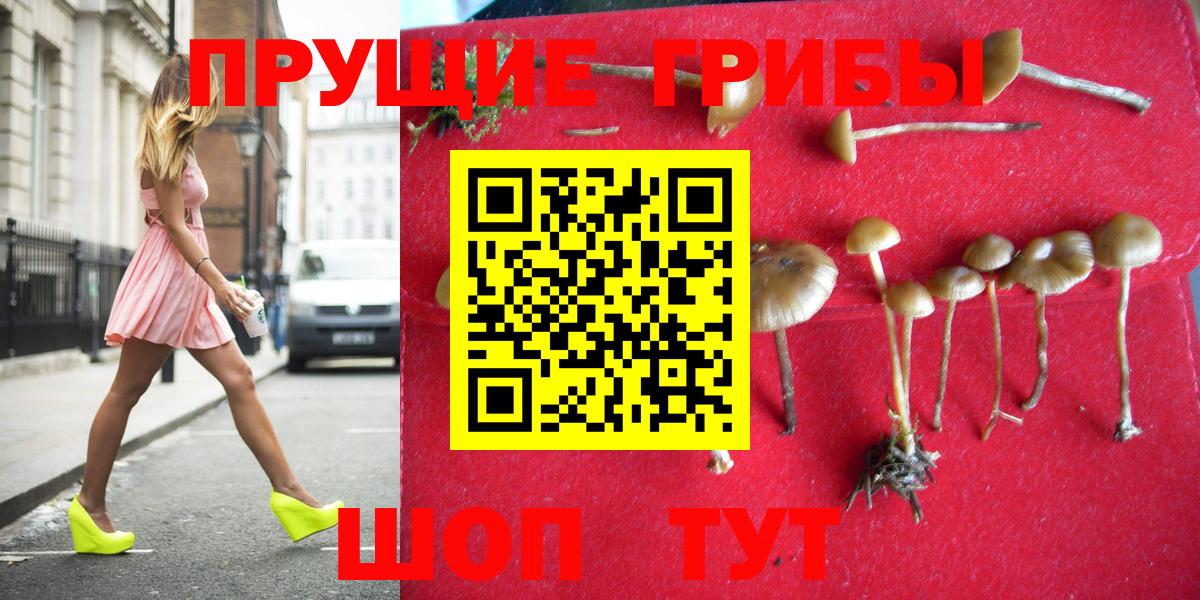 Галлюциногенные грибы Psilocybe Братск
